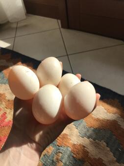 White Duck eggs