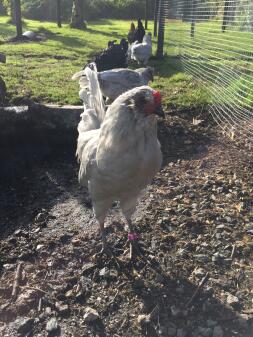 Keith, il galletto araucana lavanda