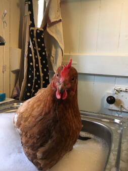 Prolasso post di pollo da bagno