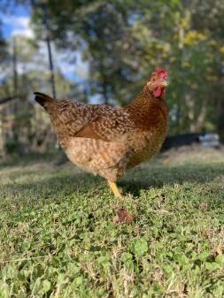 Ortolano buffo