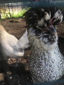 Coco the White Sussex X Polish Bantam hen