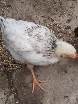 Pollo in giardino