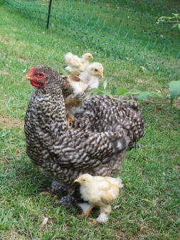 Pollo e pulcini