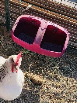 Pollo in corsa con mangiatoia