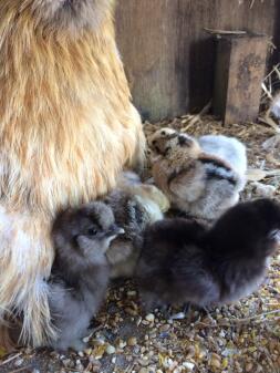 Una gallina con cinque pulcini