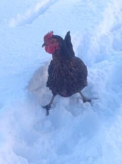 La sua prima nevicata