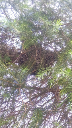 Non ho ottenuto un'immagine più da vicino, ma quelle sono api che fanno il miele su un albero