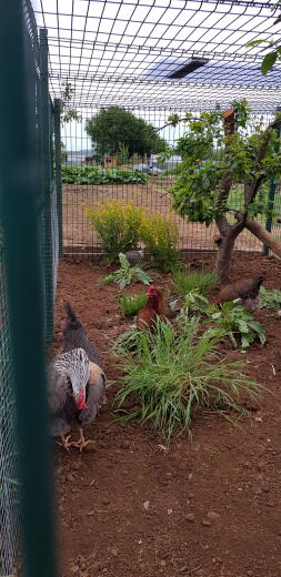 Lovely Flock, 2 livornesi marroni, 2 estati da spettacolo e 2 legabar in crema crestata