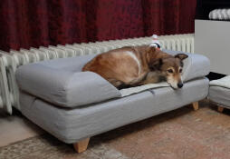 Cane che dorme su Omlet Topology letto per cani con bolster topper grigio
