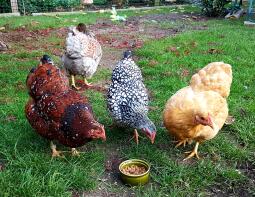 Polli che mangiano cibo da terra