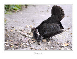 Rosecomb con il suo bambino