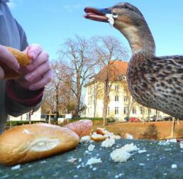 Un'anatra che viene nutrita con del pane dai suoi proprietari