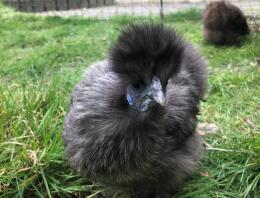 Lunar - Silkie in miniatura della mia pernice d'argento