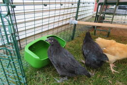Pollo che beve all'interno e Omlet pollaio