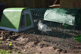 Gallina molto felice sistemata in 10 minuti