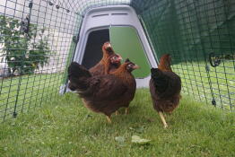 4 polli che osservano l'attività che avviene fuori dal loro recinto