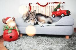 Cane sdraiato su Omlet Topology letto per cani con topper bolster e piedi rotondi in legno