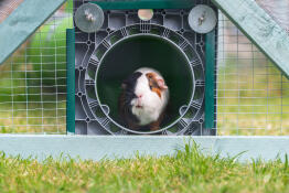 Jersey la cavia nel suo Omlet Zippi tunnel