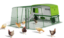 Eglu pollaio professionale