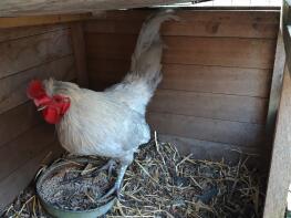 Un grande galletto di lavanda araucana. Bellissimo uccello!