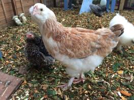 Matilda, la nostra pollastra faverolle di 5 mesi