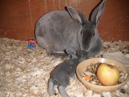 Mamma coniglio con il suo piccolo nella conigliera