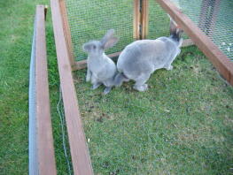 Due conigli fuori nella loro corsa