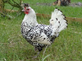 Gallina dell'Appenzeller