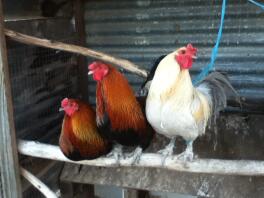 3 galli Araucana