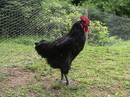 Galletto Australorp di 13 settimane