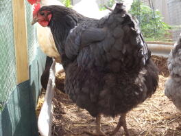 Pancake l'Australorp