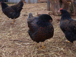 Hannah, Sarah e Blossom i Barnevelders