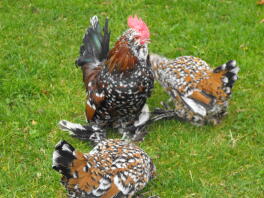 Tre polli bantam neri, marroni e bianchi su un prato