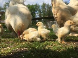 Due grandi polli e molti piccoli pulcini gialli stavano in un giardino