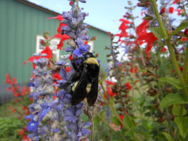 Bumblebee su Salvia