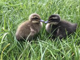 Day Old Khaki Campbell che si tuffa