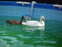 anatre in piscina