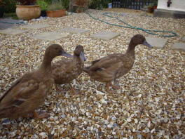 Trio di ragazze