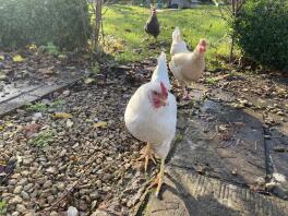 Le mie galline