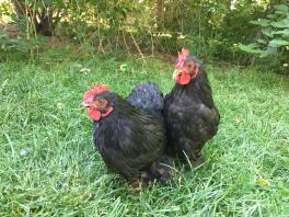 Galletti Bantam Black Cochins