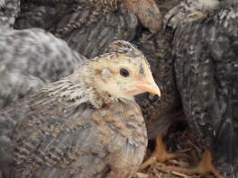 4 settimane di età Cream Legbar Chick