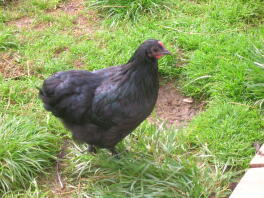 black crod langshan bantam pollastra