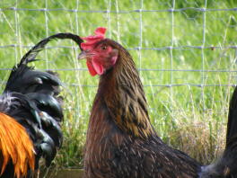 Gallina da vicino