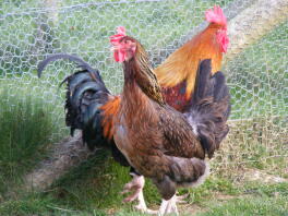 Bella gallina Dorking rossa