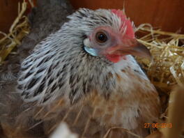 gallina bantam olandese covata