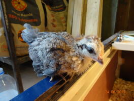 Pulcino bantam olandese