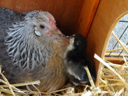 Bantam olandese con pulcino rosecomb