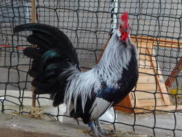 Gallo olandese