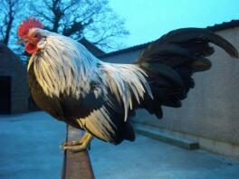 Silver duckwing gallo bantam olandese