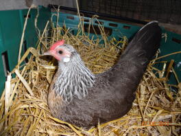 Gallina olandese d'argento